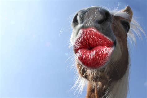 funny pics of horses|29,300+ Funny Horse Stock Photos,。